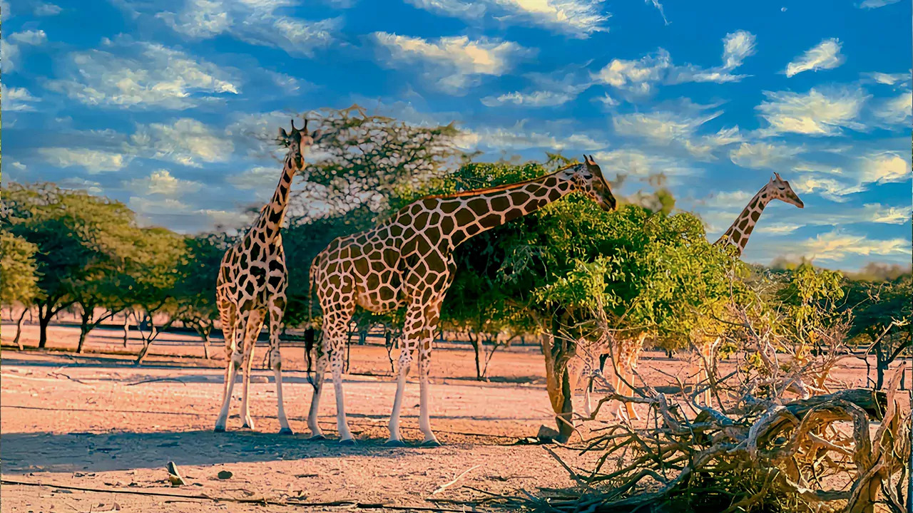 Departure & Arrival at Sir Bani Yas Island